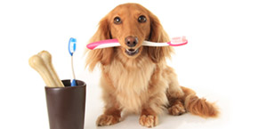 dog teeth cleaning Tempe